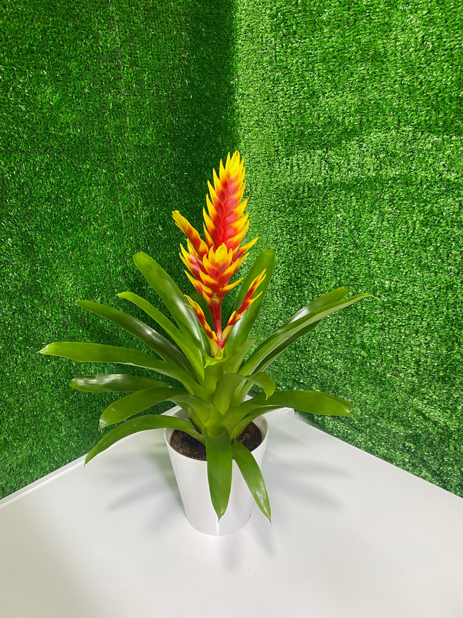 Sarı Kırmızı Vrezya (Saksı Çiçeği)